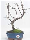 <b>Metasequoia</b> Esemplare Unico cm 31-39,00 €
