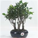<b>Ficus Bosco</b> Esemplare Unico cm 28-49,00 € (10)