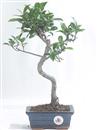 <b>Ficus</b> Esemplare Unico cm 37-29,80 € (10)