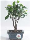 <b>Ficus</b> Esemplare Unico cm 22-16,00 € (10)
