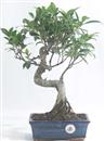 <b>Ficus</b> Esemplare Unico cm 40-45,00 € (10)