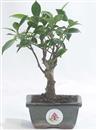 <b>Ficus</b> Esemplare Unico cm 19-12,00 € (10)