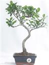 <b>Ficus</b> Esemplare Unico cm 39-29,80 € (10)