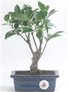 <b>Ficus</b> Esemplare Unico cm 24-19,80 € (10)