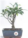 <b>Ficus</b> Esemplare Unico cm 23-24,00 € (10)