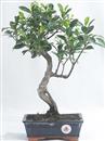 <b>Ficus</b> Esemplare Unico cm 39-45,00 (10)