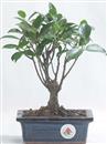 <b>Ficus</b> Esemplare Unico cm 21-19,80 € (10)