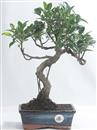<b>Ficus</b> Esemplare Unico cm 36-45,00 (10)