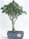 <b>Ficus</b> Esemplare Unico cm 31-26,00 € (10)