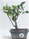 <b>Ficus</b> Esemplare Unico cm 18-16,00 € (10)