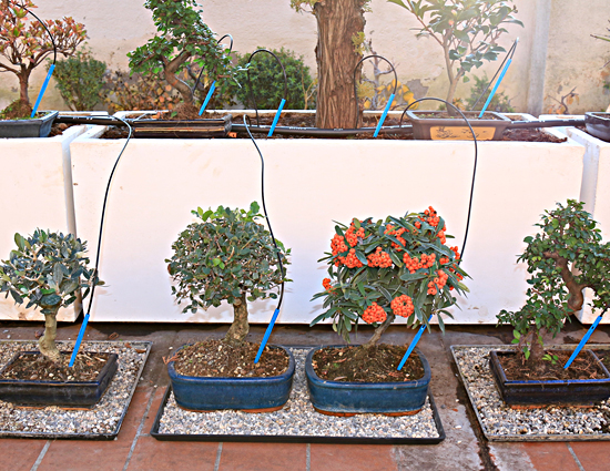 25-Pack accurate piante di colonna d'acqua per Fiore/Bonsai sana crescita 20cm 