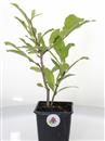 <b>Magnolia Stellata Mini P/B</b> Esemplare Unico cm 30-14,90 €