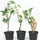 <b>Stewartia Mini P/B</b> Una pianta cm.25-9,80
