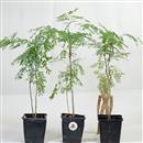 <b>Cesalpinia Mini P/B</b> Una pianta cm.40-8,90