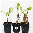 <b>Magnolia Stellata Mini P/B</b> cm.25-8,90