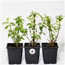 <b>Forsizia Mini P/B</b> (pianta singola) - cm.20-8,90
