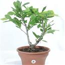 <b>Magnolia Stellata P/B</b> Esemplare Unico cm 43-69,00 €