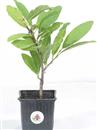 <b>Magnolia Stellata Mini P/B</b> Esemplare Unico cm 29-14,90 €
