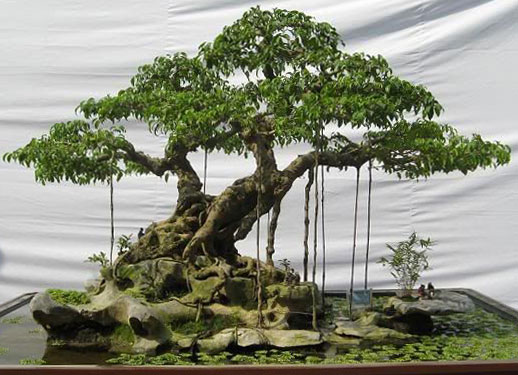 Schede pratiche  Pagine Verdi Bonsai