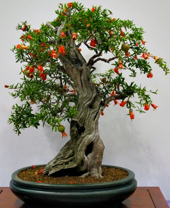 Schede Pratiche Pagine Verdi Bonsai