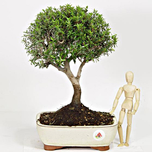 Mirto bonsai: alt. x largh. ca. 400 x 400 mm