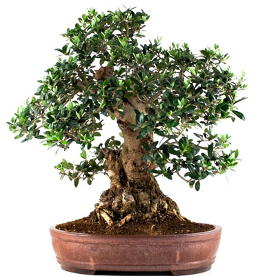 Schede Pratiche Pagine Verdi Bonsai