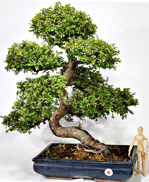 LA PIANTA IDEALE PER FARE BONSAI, QUELLO VERO 