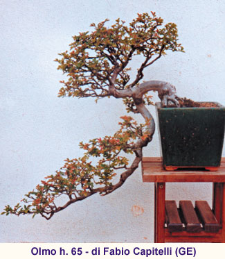 Stili Bonsai Pagine Verdi Bonsai