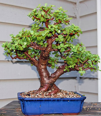 Schede pratiche  Pagine Verdi Bonsai