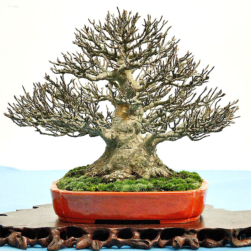 Schede pratiche  Pagine Verdi Bonsai