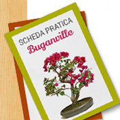 Schede pratiche