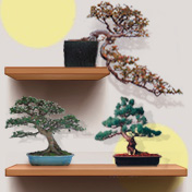 Stili Bonsai