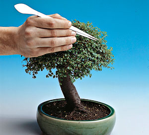 Tsffae 2 Pezzi Rastrello per Bonsai a 3 Punte Strumenti per Bonsai in Acciaio Inossidabile Rastrelli per Radici Allentare Il Terreno Strumento per Piante Albero con Manico per Piante Giardinaggio