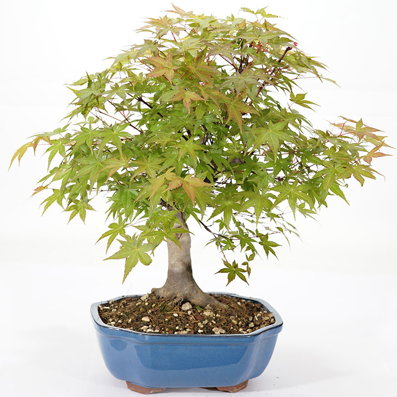 10 Semi Di Ceiba Speciosa = Chorisia Speciosa,albero Bottiglia Del Falso Kapok - Foto 2