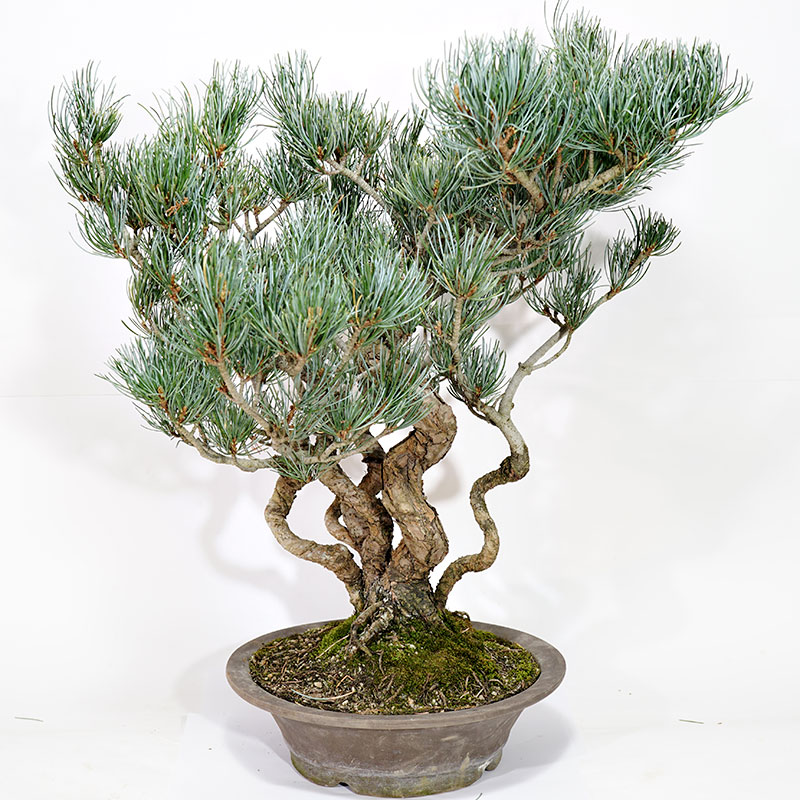 Quanti Aghi Ha Un Pino Bonsai