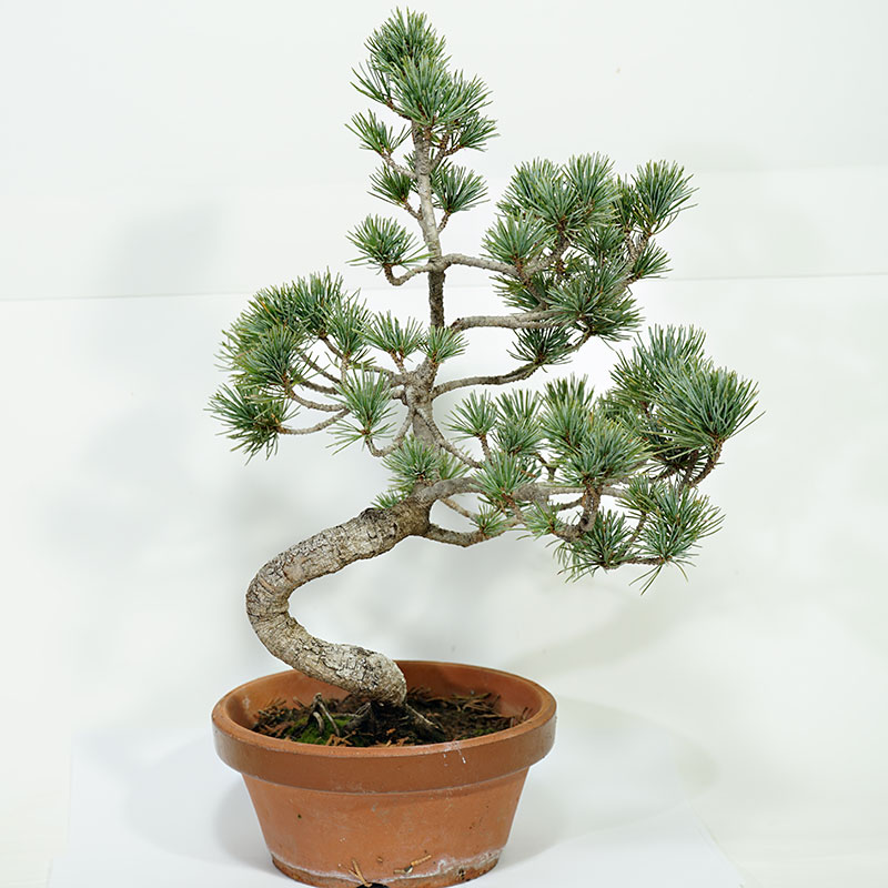 Quanti Aghi Ha Un Pino Bonsai