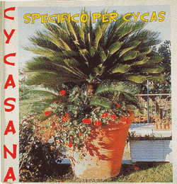 Cycasana