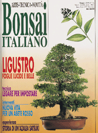 Bonsai Italiano -Esaurito