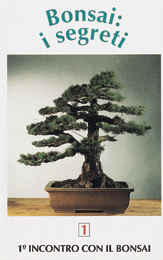 Bonsai, i Segreti